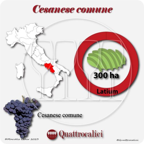 cesanese comune a native wine grape of Italy