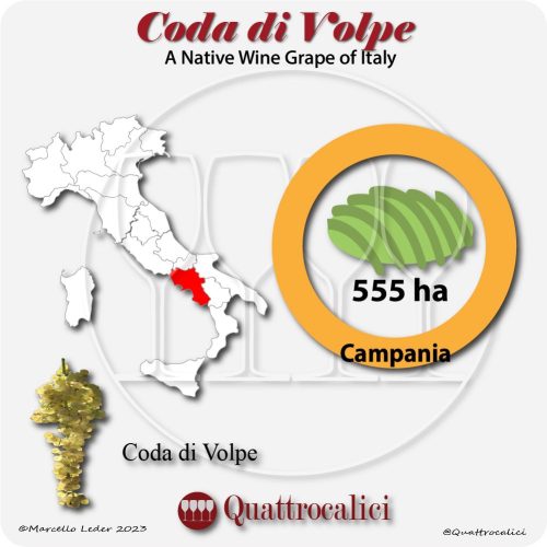 coda di volpe a native wine grape of Italy