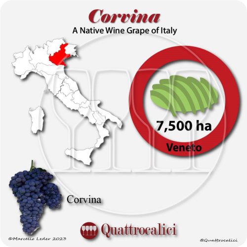 corvina a native wine grape of Italy