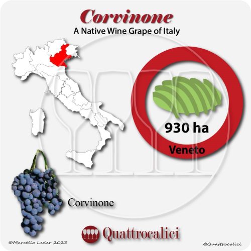 corvinone a native wine grape of Italy