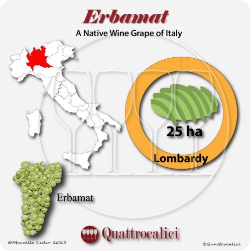 erbamat a native wine grape of Italy