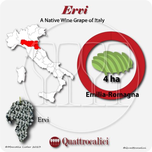 ervi a native wine grape of Italy