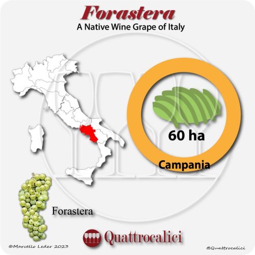 forastera a native wine grape of Italy