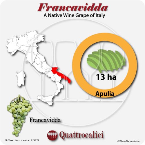francavidda a native wine grape of Italy