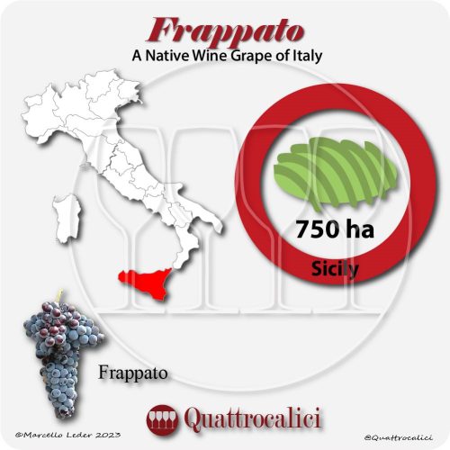 frappato a native wine grape of Italy