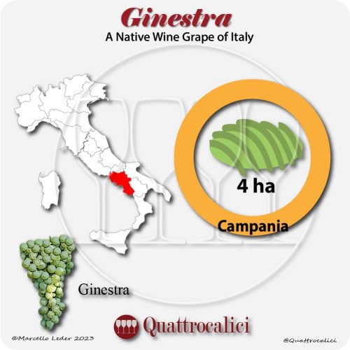 ginestra a native wine grape of Italy