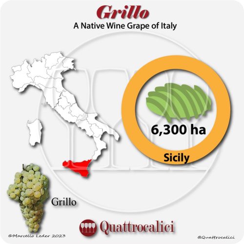 grillo a native wine grape of Italy