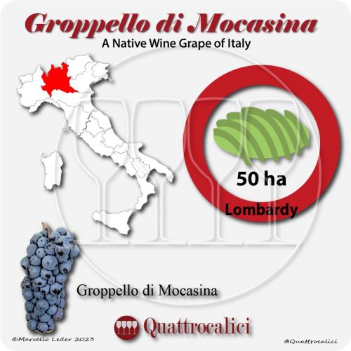 groppello di mocasina a native wine grape of Italy