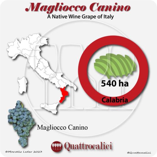 magliocco canino a native wine grape of Italy
