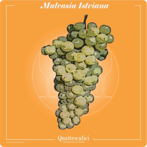 Malvasia Istriana Quattrocalici Italian Wine Grapes