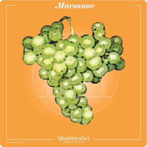 marsanne-quattrocalici-italian-wine-grapes