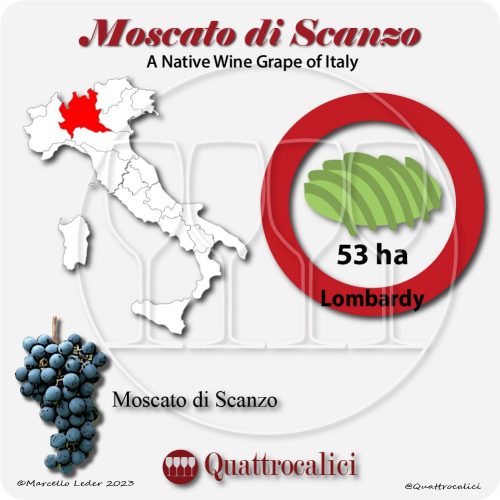 moscato di scanzo a native wine grape of Italy