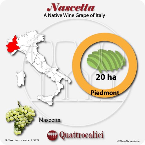 nascetta a native wine grape of Italy