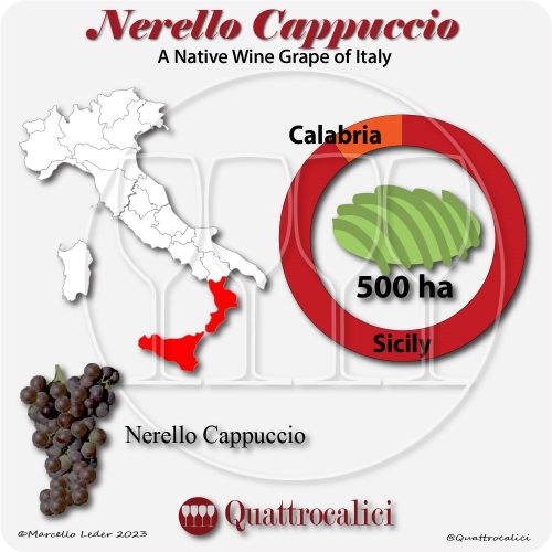 nerello cappuccio a native wine grape of Italy