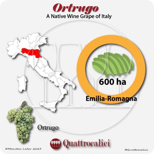ortrugo a native wine grape of Italy