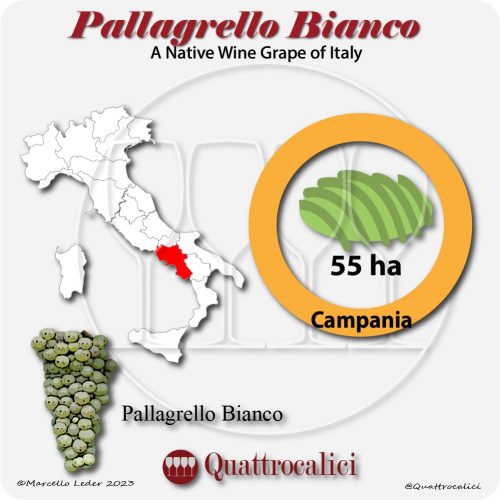 pallagrello bianco a native wine grape of Italy