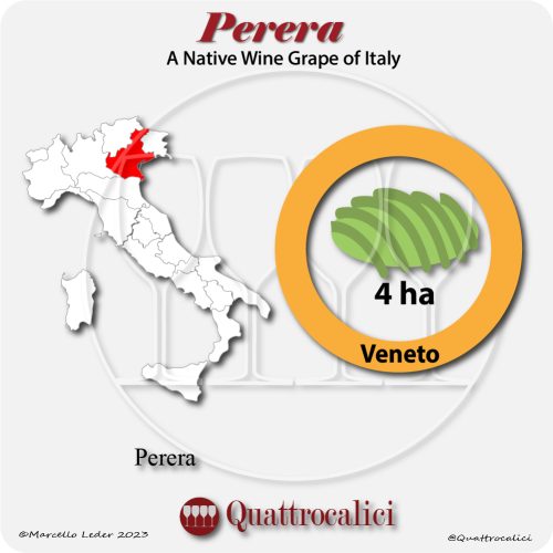 perera a native wine grape of Italy
