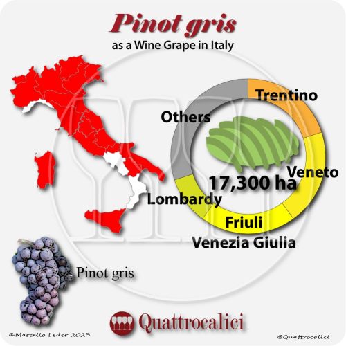 pinot gris wine grape in Italy
