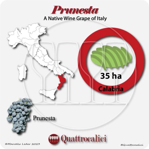 prunesta a native wine grape of Italy