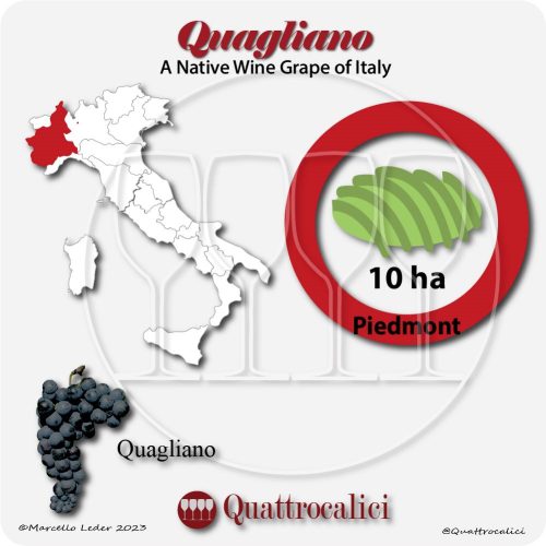 quagliano a native wine grape of Italy