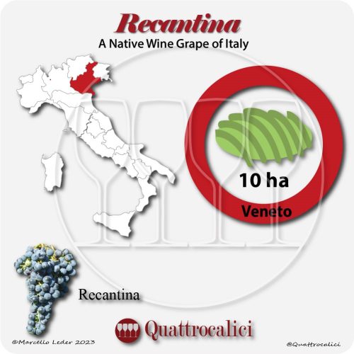 recantina a native wine grape of Italy