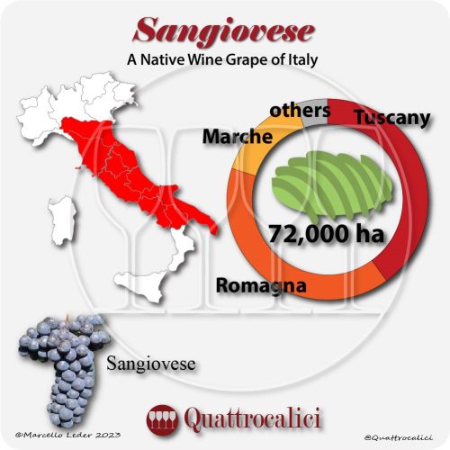 Sangiovese Quattrocalici Italian Wine Grapes