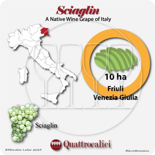 sciaglin a native wine grape of Italy