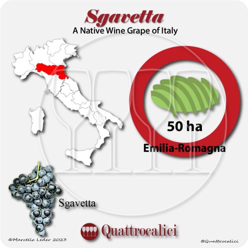 sgavetta a native wine grape of Italy