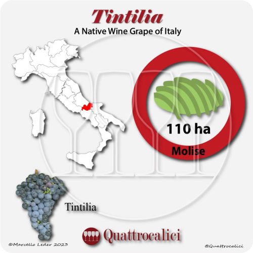 tintilia a native wine grape of Italy