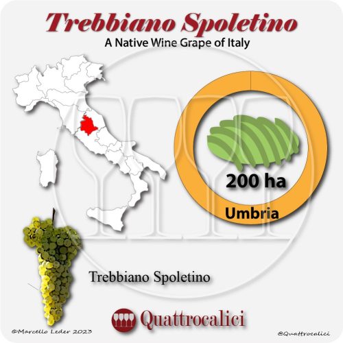 trebbiano spoletino a native wine grape of Italy