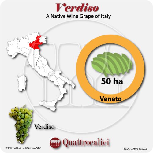verdiso a native wine grape of Italy