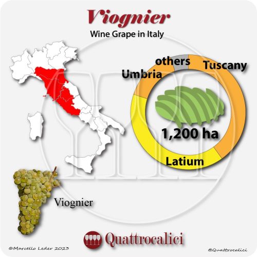 Viognier Quattrocalici Italian Wine Grapes