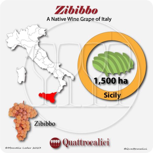 zibibbo a native wine grape of Italy